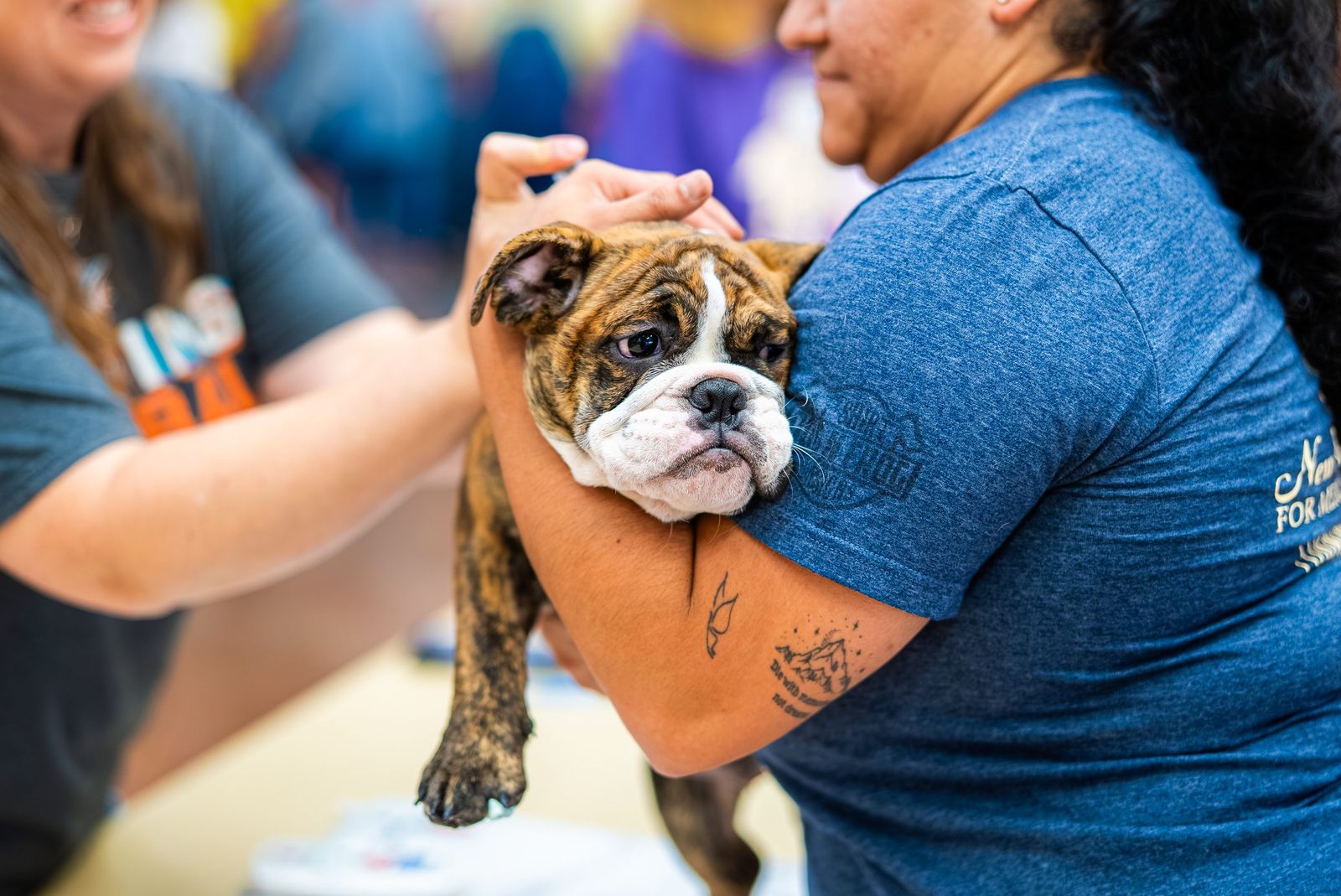 Bulldog puppy at the clinic — City of Los Banos