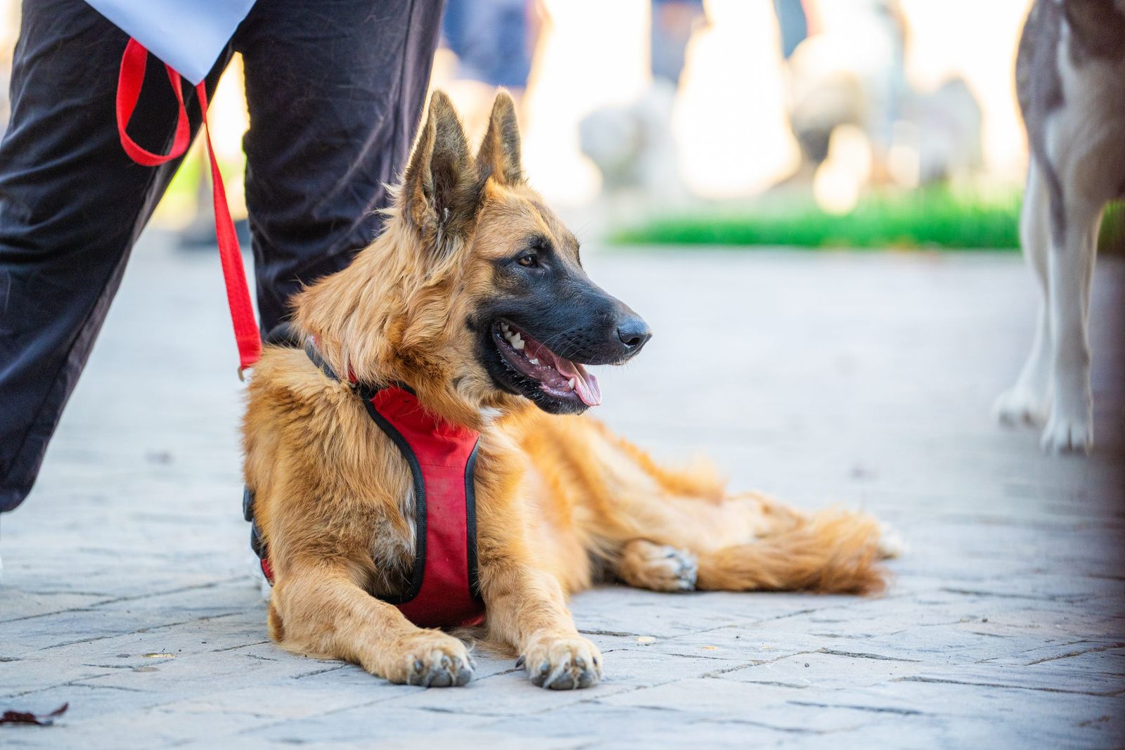 German shepherd in a red harness — City of Los Banos
