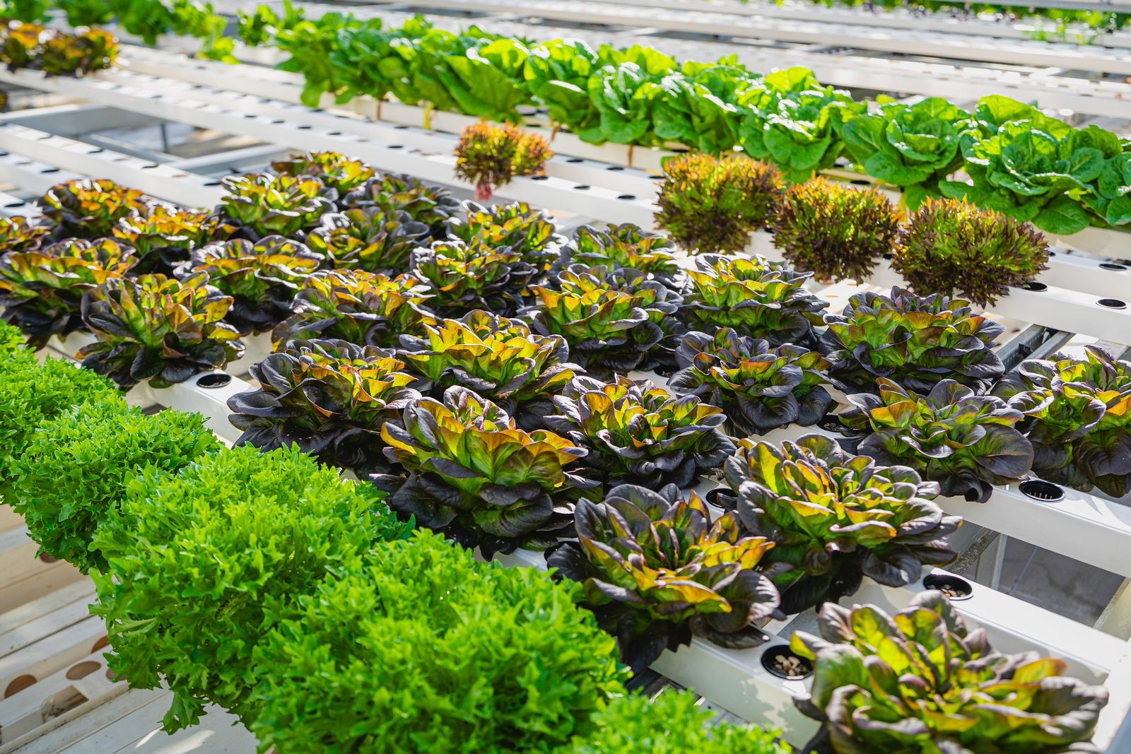 Hydroponic lettuce rows — Hotel Mission de Oro