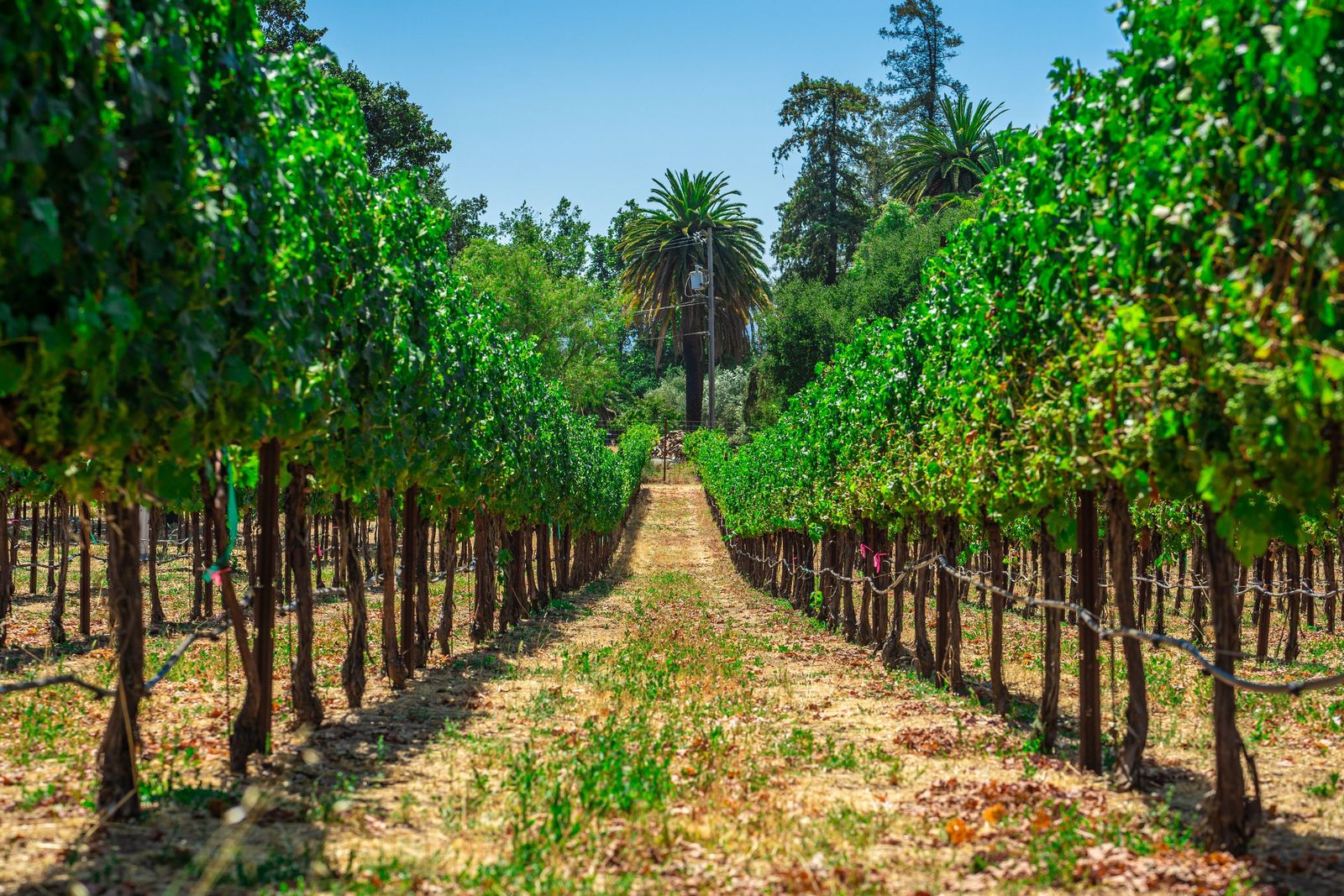 Vineyard row to the palm — Verde Vineyards