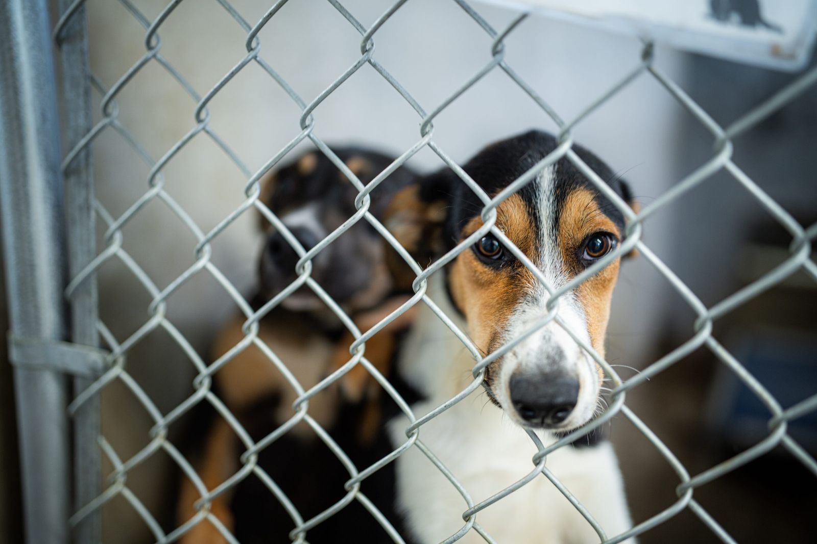 Shelter dog at the fence — Los Banos Police Department
