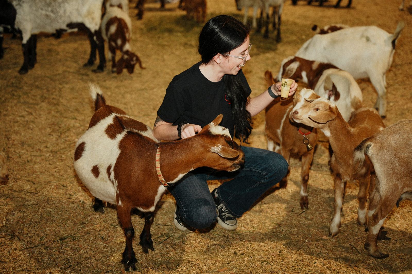 Feeding goats in the livestock barn — Los Banos Chamber of Commerce